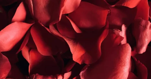 Pétales de rose rouge en gros plan